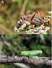 Tettigonia balcanica